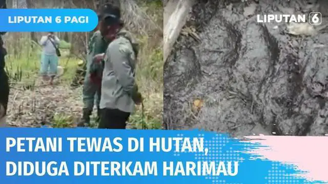 VIDEO: Petani Ditemukan Tewas di Hutan, Diduga Korban Tewas Dimangsa Harimau