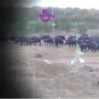 Tiga informasi menarik dari Bintang 5 kali ini, migrasi hewan, hewan lucu dan menggemaskan, serta rumah sakit terseram di seluruh dunia. (Bintang.com)