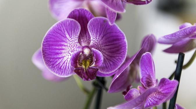 8 Arti Mimpi Tentang Bunga Anggrek Pertanda Keberuntungan Ragam