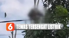 Korban diduga tersetrum setelah tangannya menyentuh kabel listrik yang melintang di dahan pohon.