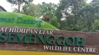 Kawasan Pusat Hidupan Liar Semenggoh, Sarawak, Malaysia. (Liputan6.com/Muhammad Ali).