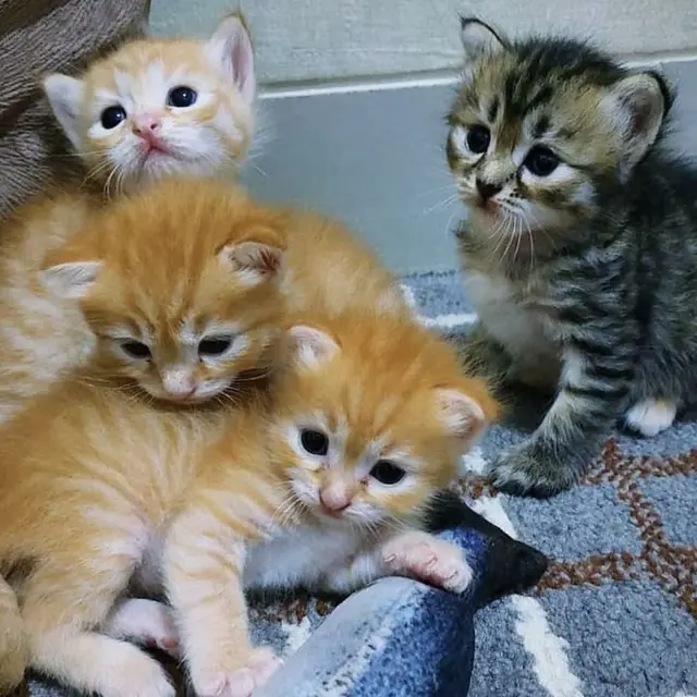 Asal Usul Dipertanyakan, 6 Kucing Beda Warna dengan 'Keluarganya' Ini Unik