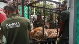 Petugas membawa Jupiter, singa yang mengalami kekurangan gizi, setibanya di kebun binatang di Cali, Kolombia, Kamis (27/2/2020). Singa itu dibius saat dipindahkan dari Buenavista untuk upaya menyelamatkannya dari kematian.  (Guillermo Gutiérrez/Alcaldia de Cali/Cali Mayor's Office/AFP)