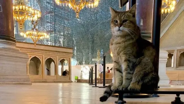 Kucing Gli