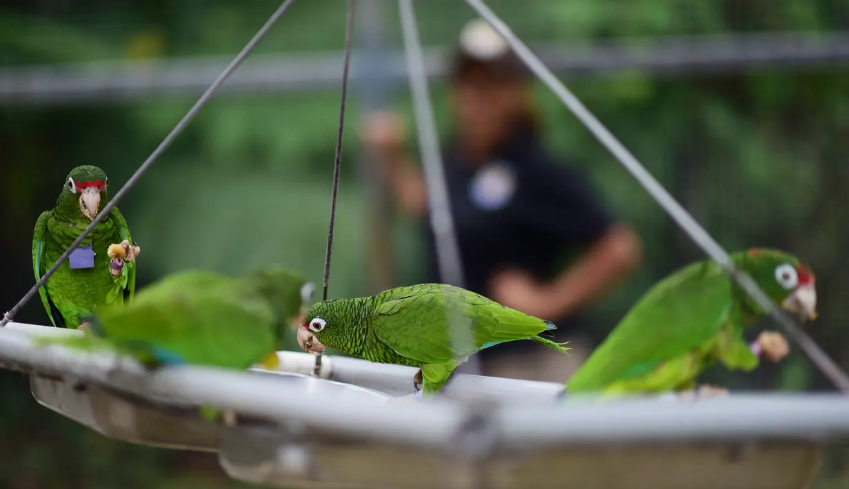 Burung beo Puerto Rico sedang makan di pusat penangkaran di Iguaca Aviary, El Yunque, Puerto Rico, (6/11). Para ilmuwan berupaya menentukan cara terbaik untuk melepasliarkan burung beo Puerto Rico. (AP Photo/Carlos Giusti)