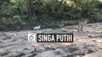 Pengunjung melihat seekor singa betina berjalan bersama anak-anaknya di Taman Nasional Kruger, Afrika Selatan. Menariknya, salah satu anak singa itu berwarna putih.