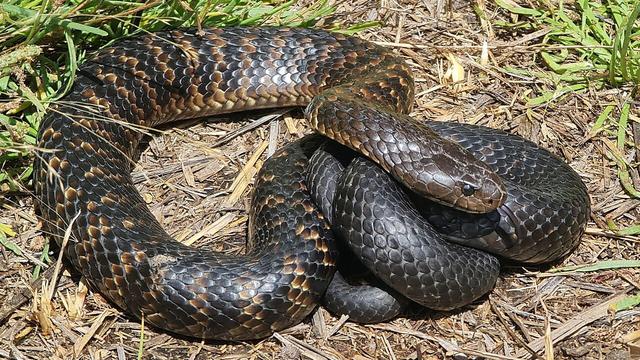 Eastern Tiger Snake
