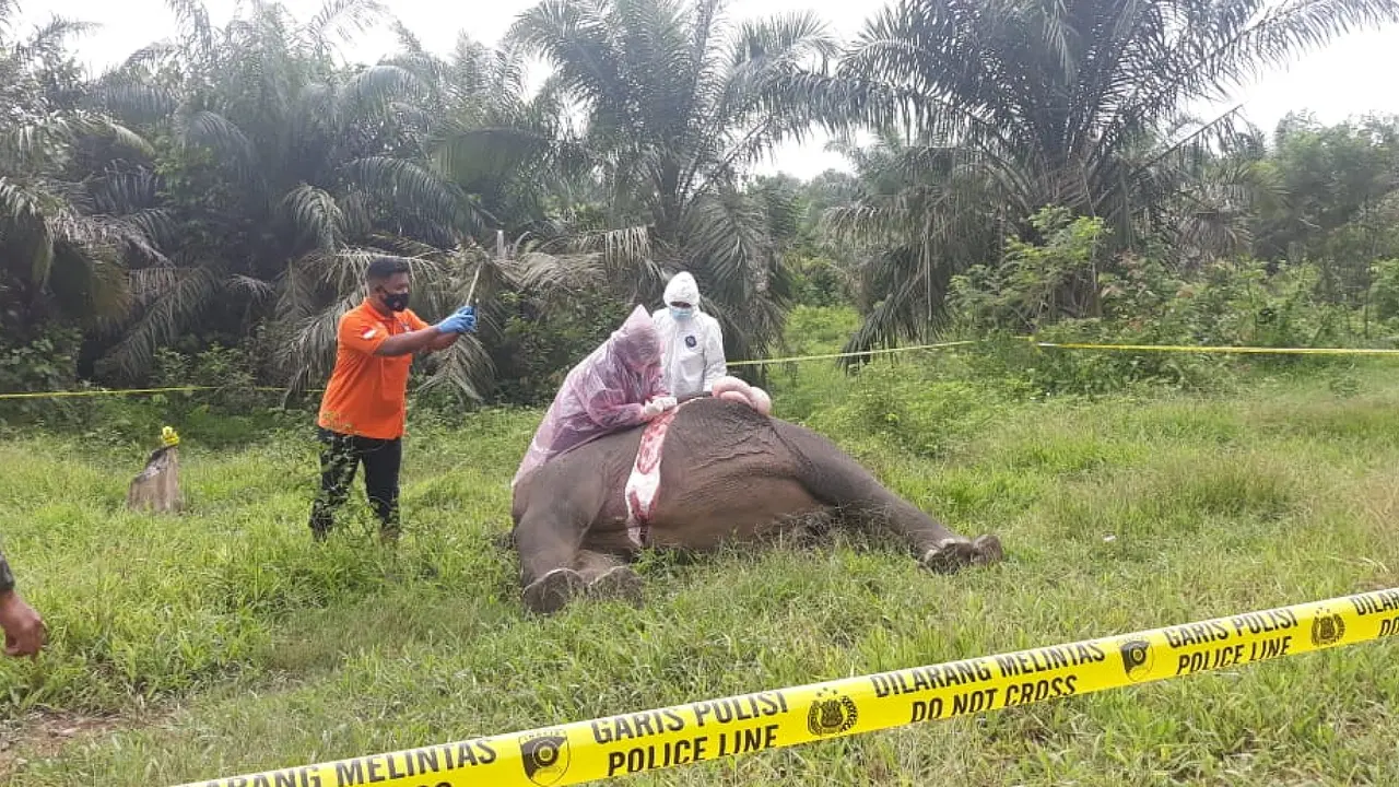 Tim dari otoritas sedang menggelar olah TKP penemuan bangkai gajah tanpa kepala (Liputan6.com/Ist)