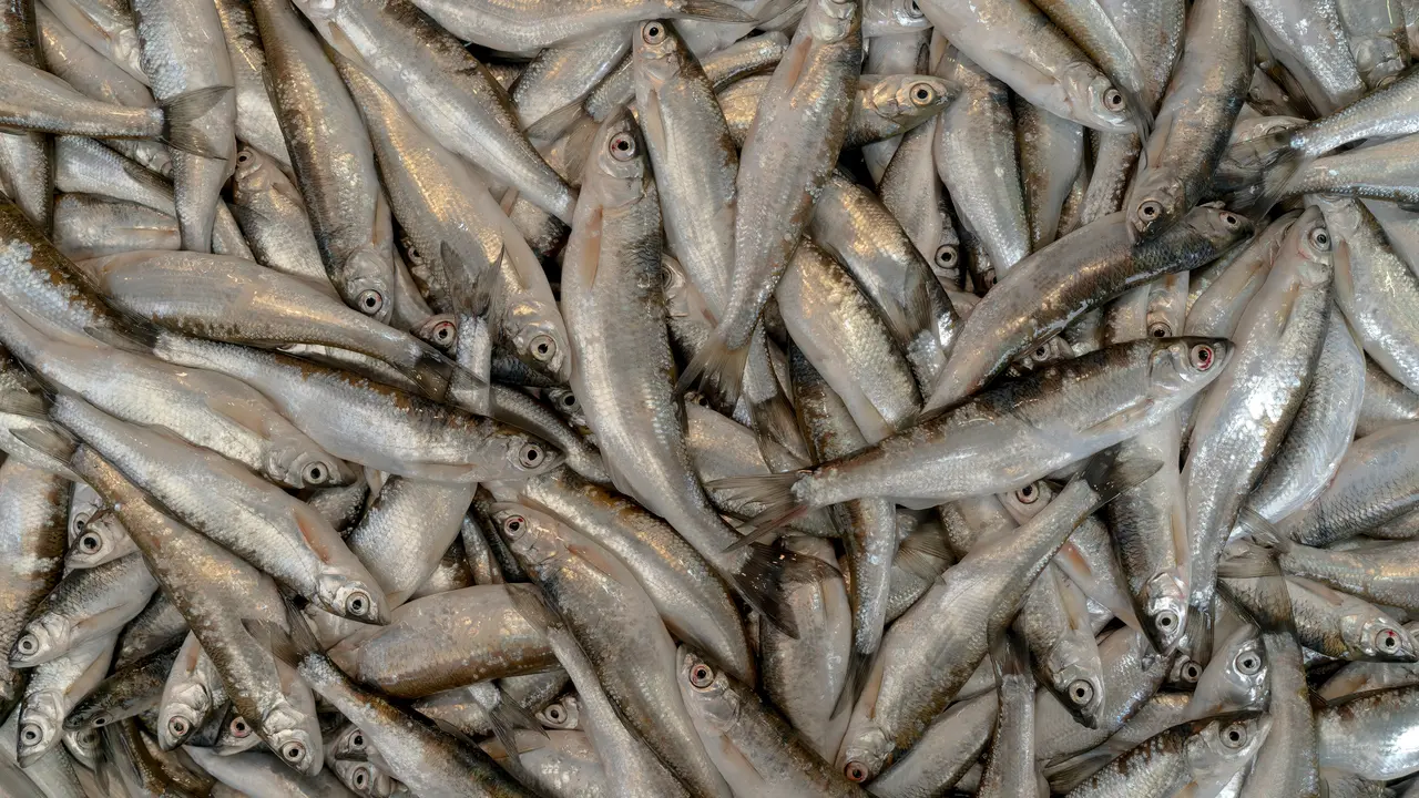 Ilustrasi ikan wader