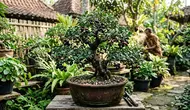 8 Cara Mengerdilkan Pohon Jamblang atau Duwet agar Berbuah di Pot, Trik Berkebun Meski Lahan Sempit
