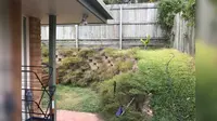 Seekor ular bersembunyi di halaman belakang sebuah rumah di Australia. (Facebook/Sunshine Coast Snake Catchers) 