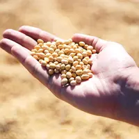 ilustrasi kedelai/pixabay