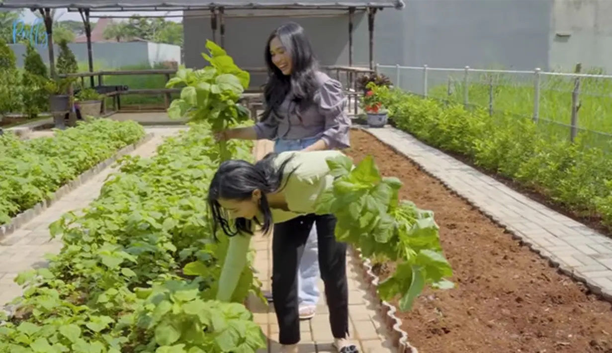 Kebun sayur Prilly Latuconsina (Youtube/ Prilly Latuconsina)