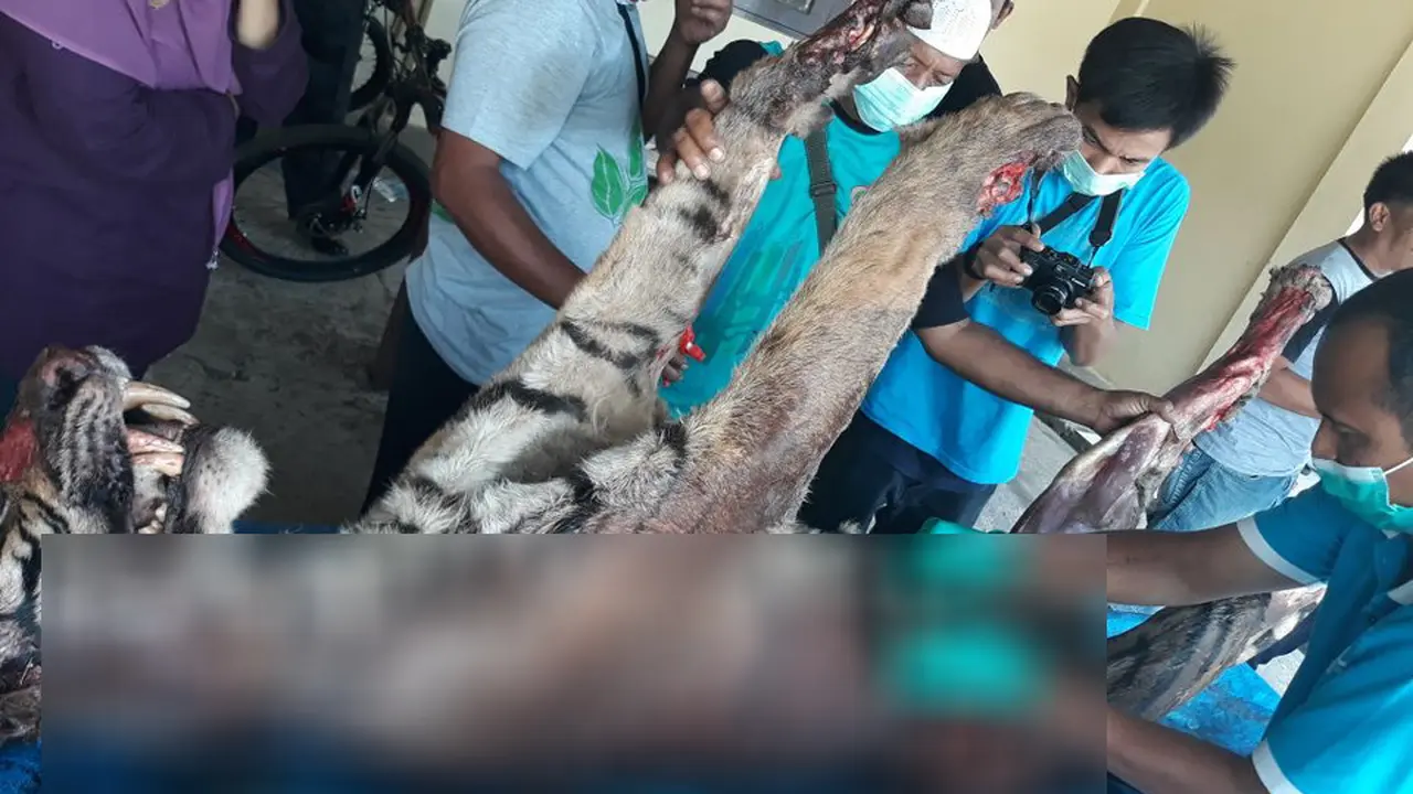 Harimau Sumatera