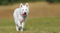 Anjing sejak lama dikenal sebagai hewan peliharaan yang setia, selalu mendampingi pemiliknya dalam suka dan duka.