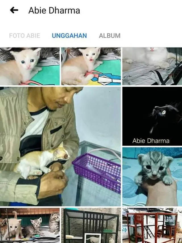 penolong kucing