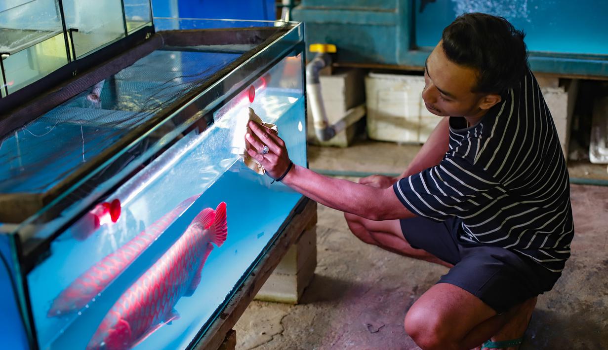 Bagi para penggemarnya, arwana bukan sekadar ikan hias, tetapi simbol prestise. Banyak orang rela mengeluarkan biaya besar demi memiliki arwana dengan warna tajam dan bentuk tubuh sempurna. Selain dianggap membawa keberuntungan, arwana juga dipercaya mampu menjadi "penjaga" rumah karena kepekaannya terhadap perubahan lingkungan. Tampak dalam foto, peternak menunjukkan ikan di Farm Royal Red Arowana yang terletak di kawasan Jasinga, Bogor, Jawa Barat, Sabtu (15/11/2025). (merdeka.com/Arie Basuki)
