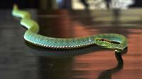 Seekor ular viper palem milik Steve Ludwin yang berada di apartemennya di Kennington, London, Kamis (9/11). Steve Ludwin menyuntikkan bisa ular viper tersebut ke tubuhnya untuk kekebalan tubuh dan sebagai anti-racun. (AFP Photo/Niklas Halle'n)