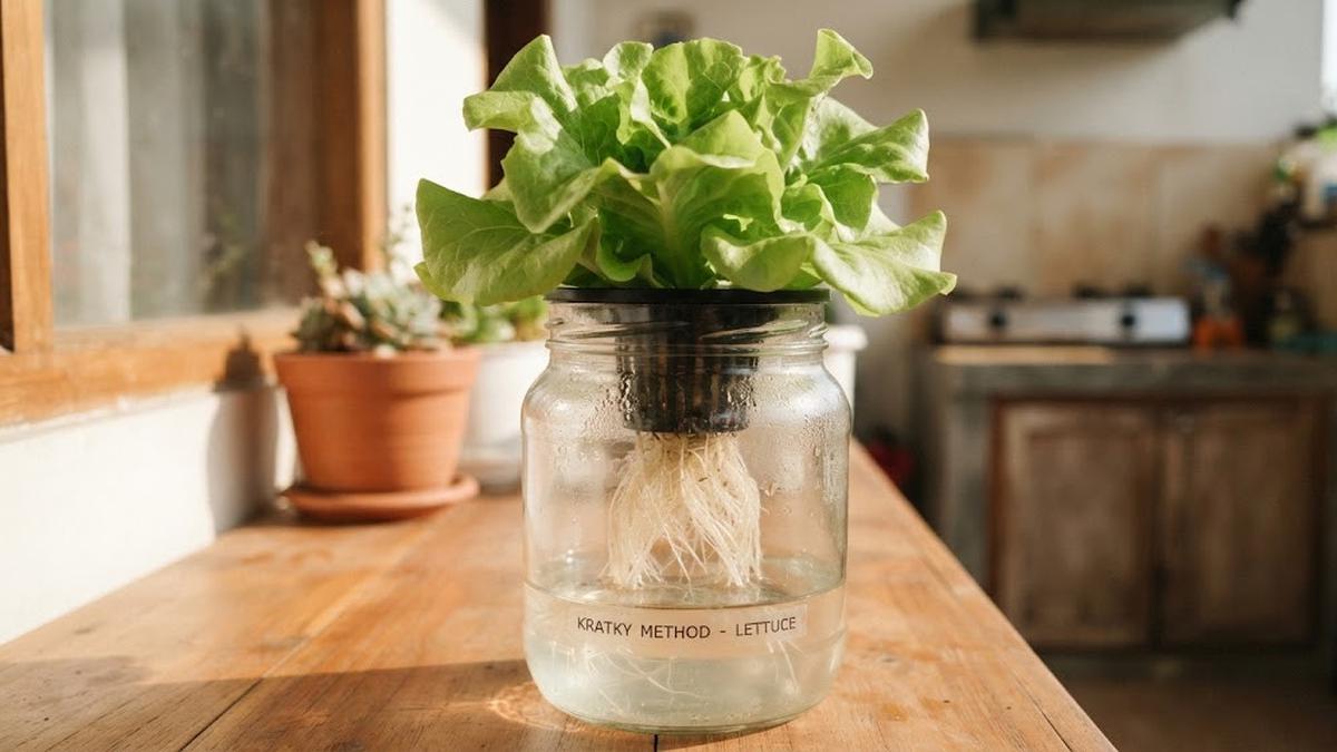 Cara Membuat Kebun Sayur Hidroponik Tanpa Pipa untuk Pemula, Cukup Pakai Wadah Sederhana