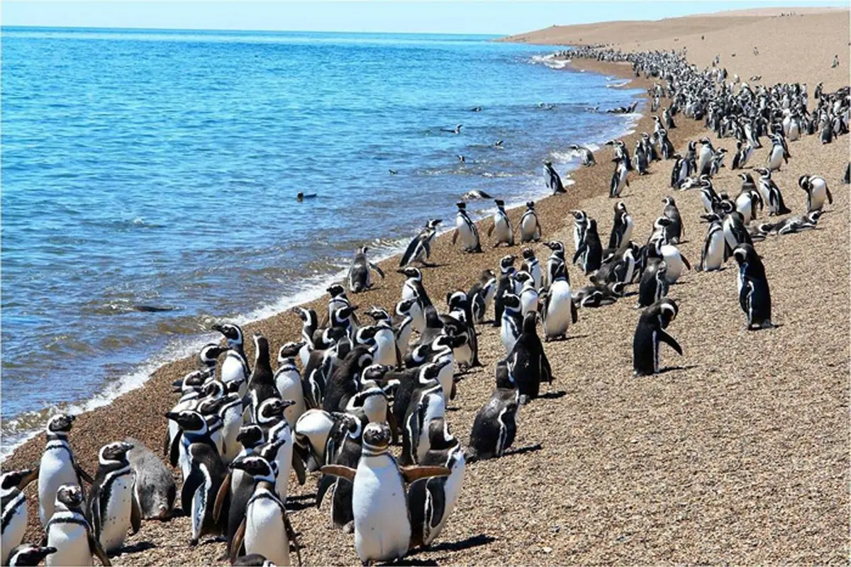 5 Tempat di Mana Anda Dapat Melihat Habitat Penguin