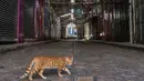 Seekor kucing melintasi di dekat toko-toko yang tutup menyusul seruan pemogokan umum untuk mendukung warga Palestina di Jalur Gaza, di kota Nablus di Tepi Barat, pada 25 Oktober 2023. (Zain JAAFAR/AFP)