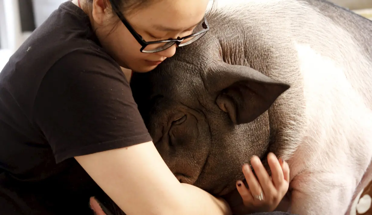 Zhu Rong memeluk babi peliharaannya yang bernama Wuhua di rumahnya di Beijing, Rabu (22/4/2015). Wuhua yang memiliki bobot 85 kg tengah menjadi perbincangan netizen saat foto selfienya bersama Zhu Rong tersebar. (REUTERS/Kim Kyung-Hoon)