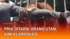 Sebuah video insiden di kebun binatang viral di media sosial. Terjadi di Kebun Binatang Kasang Kulum, Siak, Riau. Seorang pria berbaju putih ditarik paksa oleh seekor orang utan. Rekannya turut membantu melepaskan kakinya, namun tak kunjung berhasil.