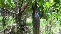 Alfandina Sanggrangbano merawat dan membersihkan kebun kakao. (Liputan6.com/Anri Syaiful)