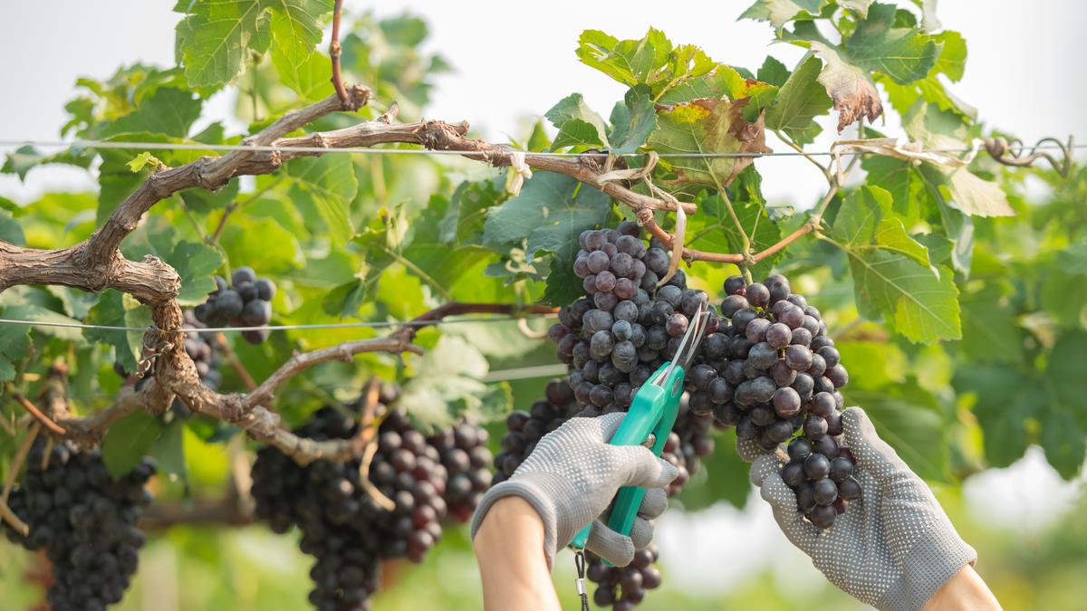 9 Jenis Pohon Anggur yang Cepat Berbuah Meski di Lahan Sempit, Kualitas Pilihan