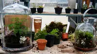 Cara Membuat Taman Mungil Terarium