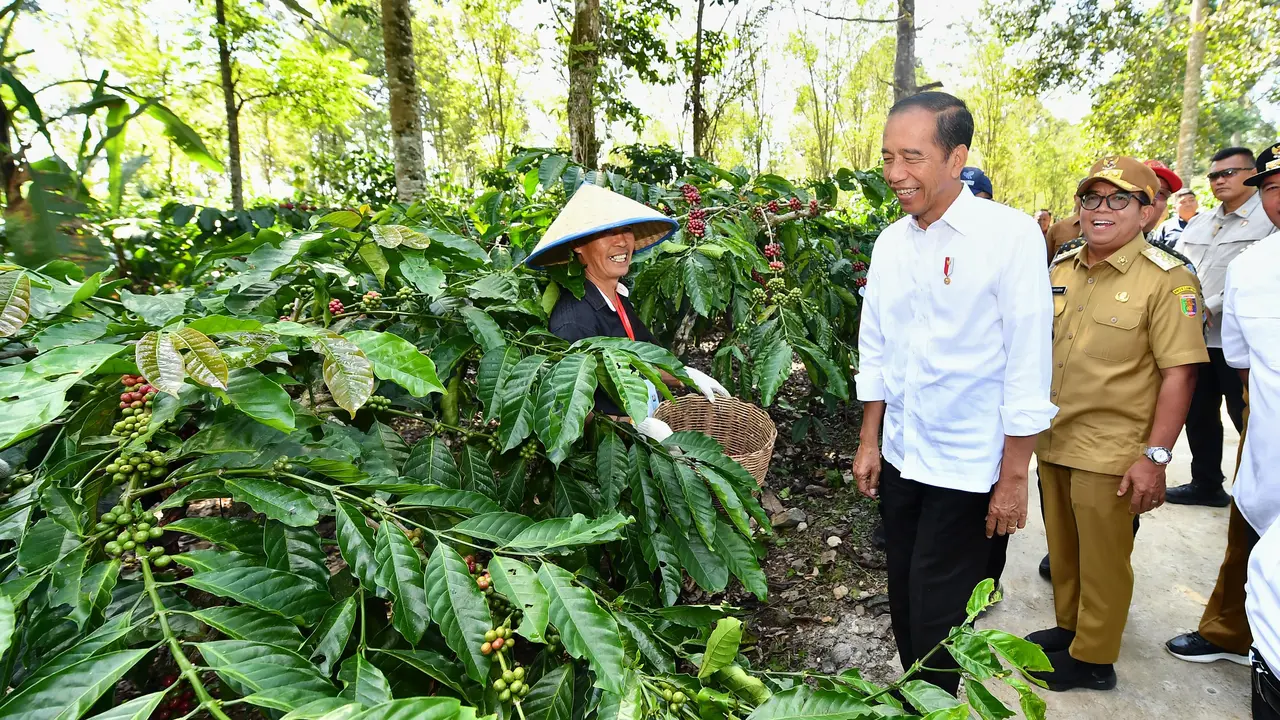 Jokowi Minta Produksi Kopi Ditingkatkan Jadi 9 Ton Per Hektare