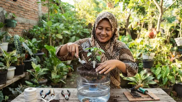 Cara Membuat Galon Bekas Menjadi Pot Self-Watering