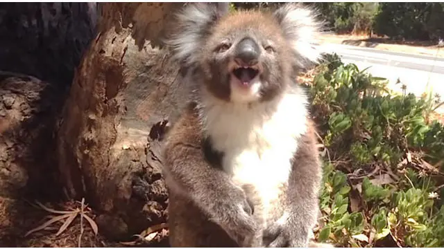 Koala kecil menangis lantaran terjatuh saat berebut memanjat pohon. Kejadian yang terekam ini diunggah dan menjadi viral di dunia maya.