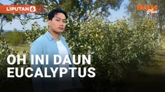 DAUN EUCALYPTUS