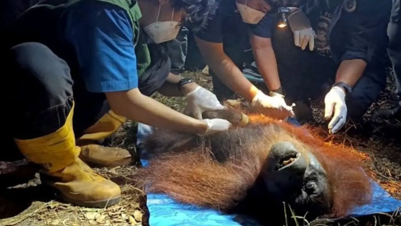 Orangutan