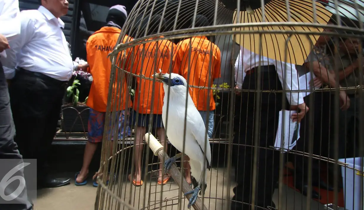 Petugas menunjukkan barang bukti dan tersangka kasus pengungkapan perdagangan satwa ilegal di Polda Metro Jaya, Jakarta, Rabu (5/10). Ditkrimsus Polda Metro Jaya berhasil mengamankan burung kakatua putih jambul kuning. (Liputan6.com/Immanuel Antonius)