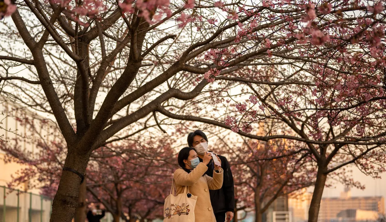 Orang-orang mengambil foto pohon sakura di sebuah taman di distrik Edogawa, Tokyo, Jepang pada Kamis 23 Februari 2023. Tak lama lagi, musim semi tiba di Jepang, dan saatnya untuk melihat bunga sakura bermekaran. Tokyo akan menjadi salah satu kota pertama yang melihat bunga sakura yang diperkirakan akan mekar sekitar 18 Maret dan puncaknya pada 27 Maret. (Philip FONG/AFP)