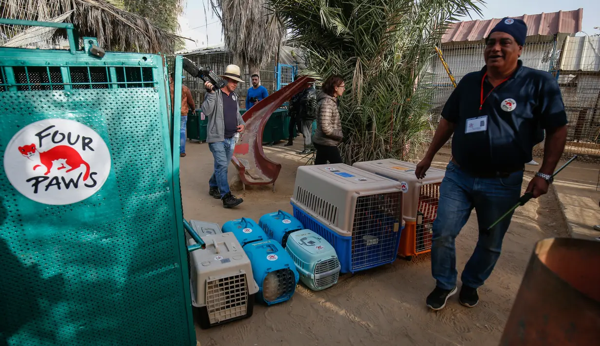 Amir Khalil, seorang dokter hewan dan organisasi kesejahteraan hewan internasional Four Paws mengevakuasi hewan dari kebun binatang di Rafah, Jalur Gaza, Palestina, Minggu (7/4). Pemilik kebun binatang mengatakan buruknya ekonomi dan blokade Israel membuatnya tak mampu merawat. (SAID KHATIB/AFP)
