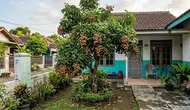 Kelengkeng Berbuah tapi Rasanya Kurang Manis? Ini Cara Merawat Pohon agar Hasilnya Lebih Baik