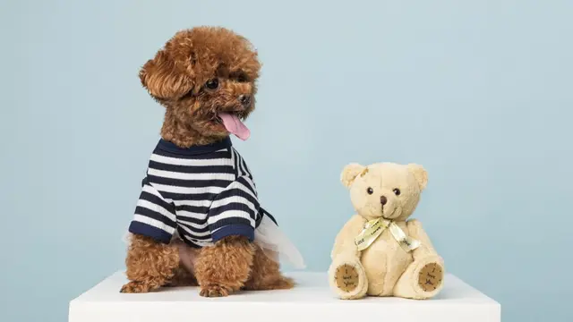 Toy Poodle