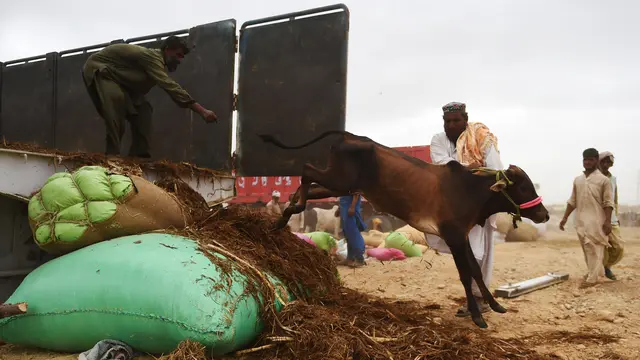 Pasar Hewan Kurban Di Pakistan