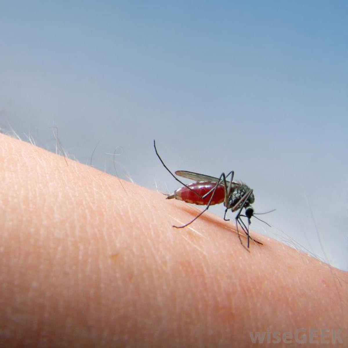Berapa lama daur hidup nyamuk