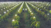 Kebun pengelolahan buah naga dengan listrik di Mojokerto. (Dian Kurniawan/Liputan6.com)
