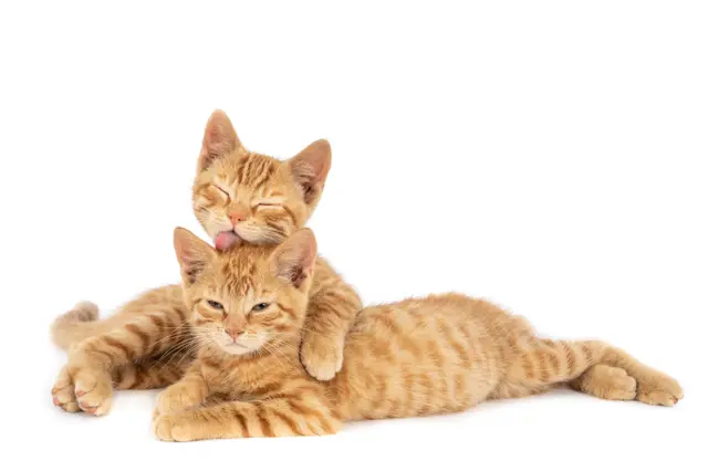 Alasan Kucing Lebih Kuat dari Ular