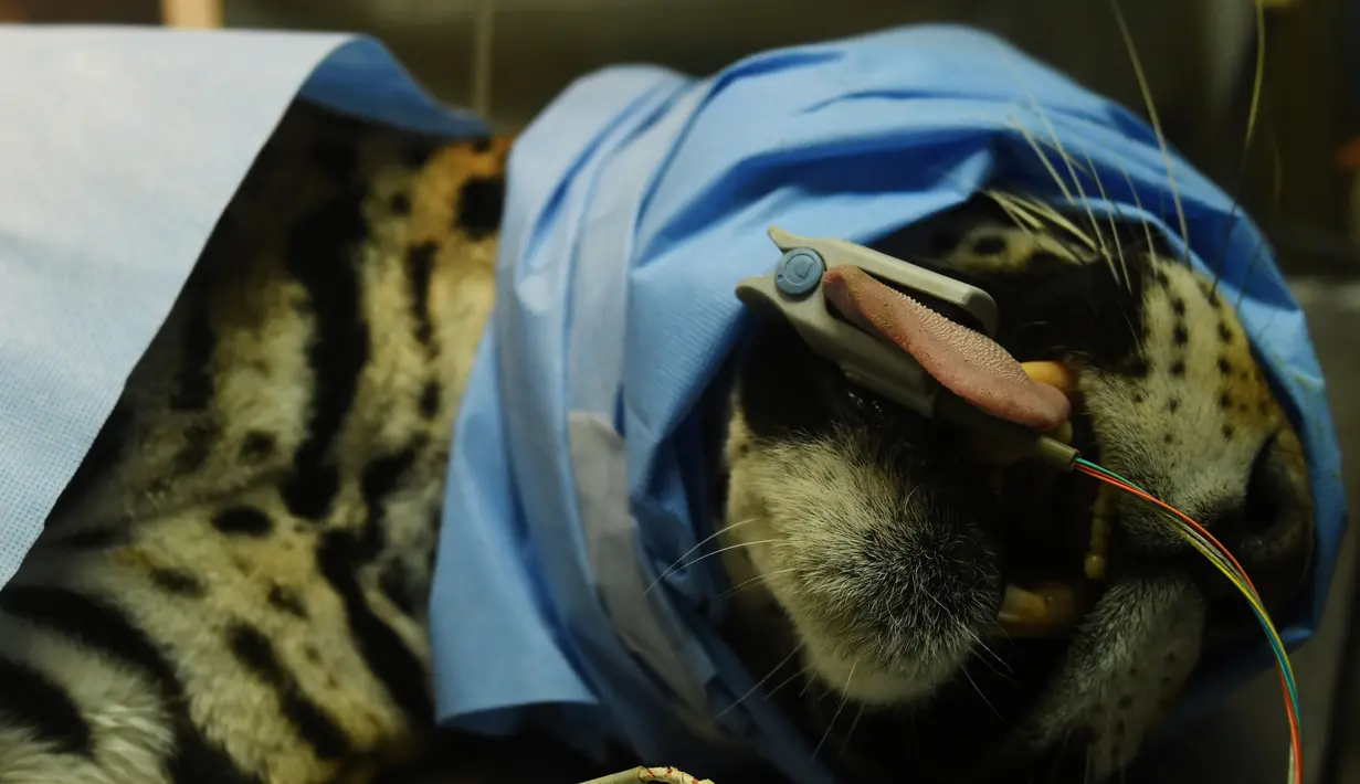 Greco saat menjalani operasi di National Zoological Park, San Salvador, El Salvador (20/3). Jika tidak ditangani dengan tepat, infeksi yang dialami Greco berisiko menimbulkan komplikasi. (AFP Photo / Marvin Recinos)