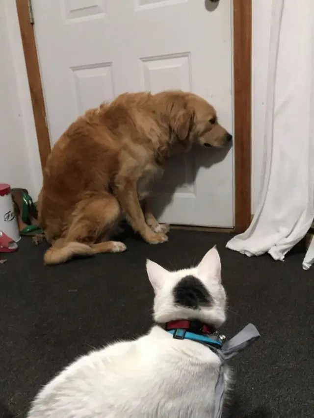 kucing vs anjing