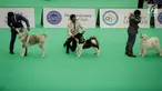 Peserta bersama anjing jenis Siberian Husky mengikuti kontes anjing "CAC International Dog Show 2018" di Ecovention, Ancol, Jakarta, Minggu (4/2). Kontes anjing ini diselenggarakan oleh Perkumpulan Kinologi Indonesia (Perkin). (Liputan6.com/Faizal Fanani)