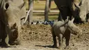 Bayi badak putih betina bernama Karen Peles bermain bersama induknya di sebuah kebun binatang terbuka, Ramat Gan Safari, Israel, 21 Januari 2019. Karen yang berusia 3 minggu itu lahir dengan berat sekitar 50 kilogram. ( JACK GUEZ / AFP)