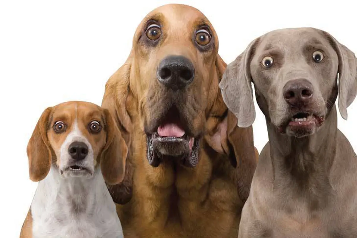 Para Anjing yang Tak Kehilangan Keimutannya Meski Sudah Dewasa