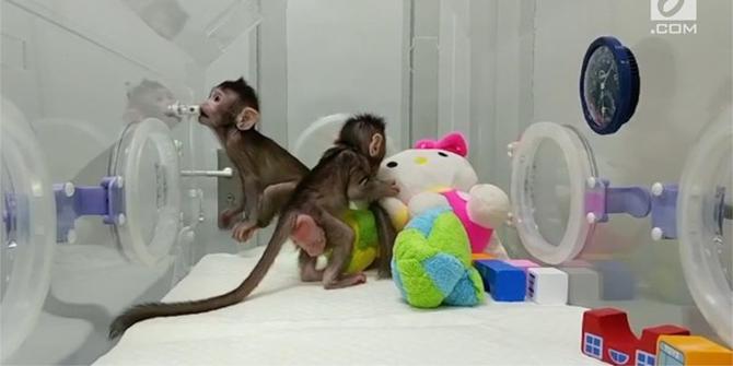 VIDEO: Monyet Kembar Hasil Kloning Pertama di Dunia